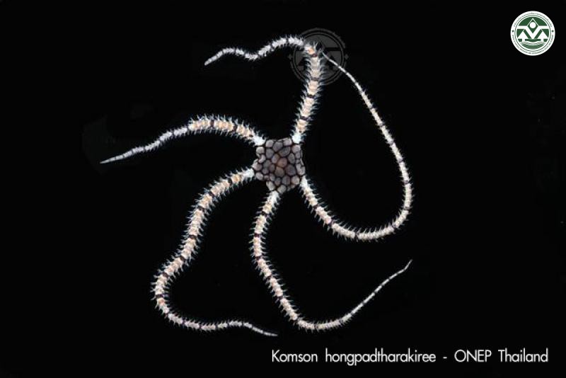 Ophionereis dubia