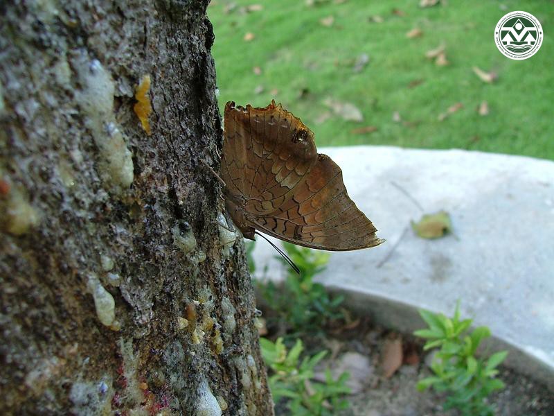 Charaxes bernardus