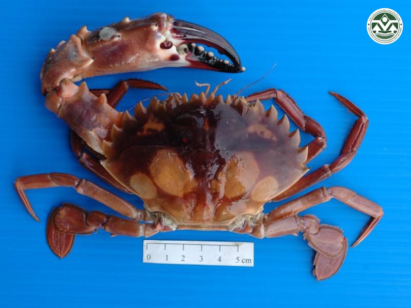 Charybdis lucifera