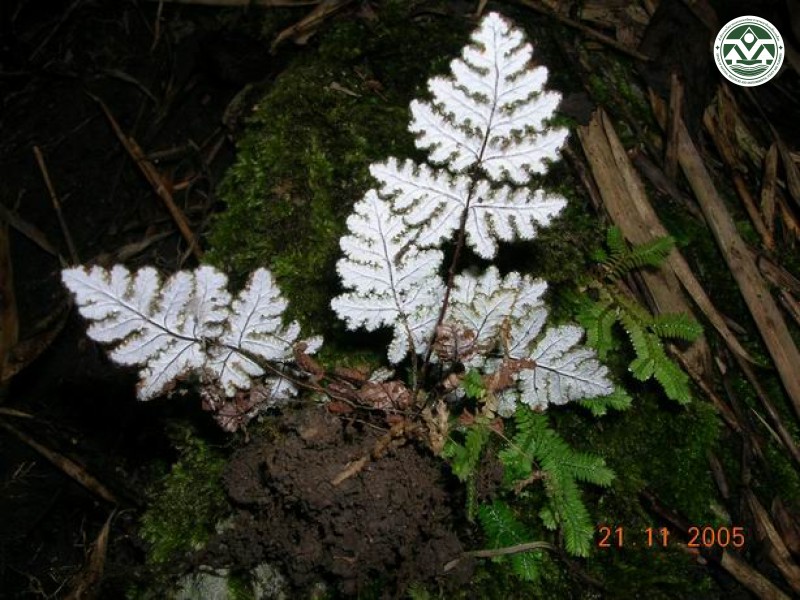 Cheilanthes subrufa