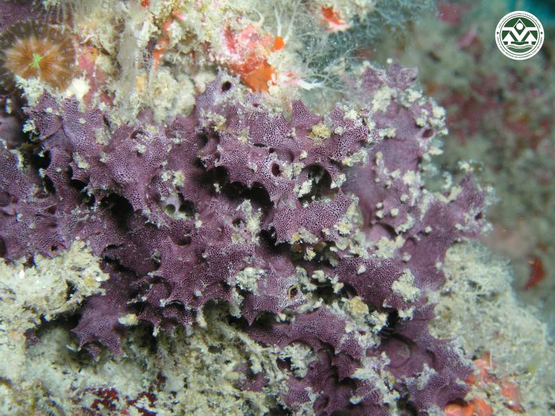 Chelonaplysilla erecta