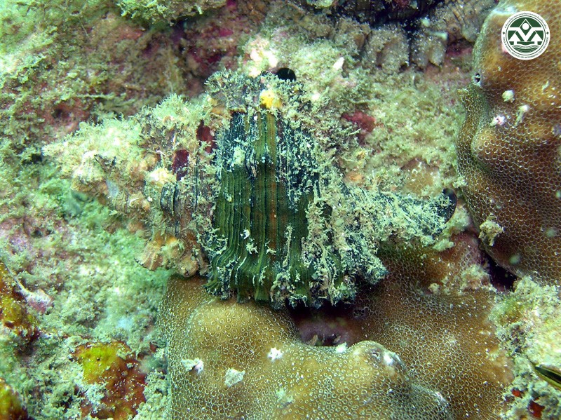 Chicoreus brunneus