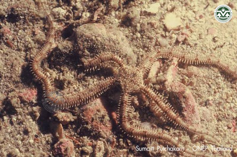 Ophionereis porrecta