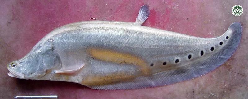 Chitala ornata