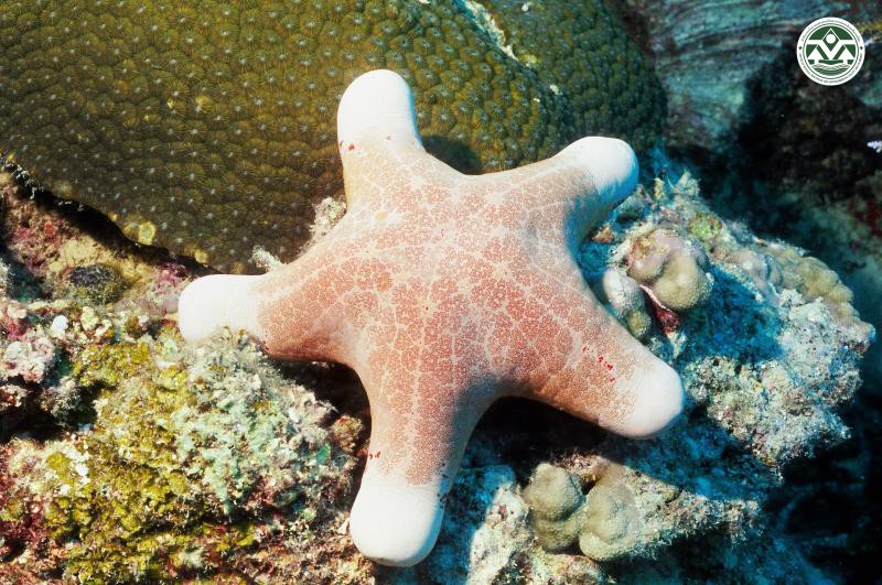 Choriaster granulatus