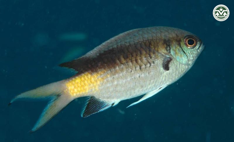 Chromis opercularis
