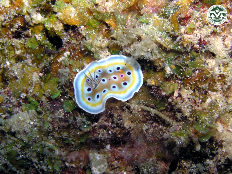 Chromodoris geminus
