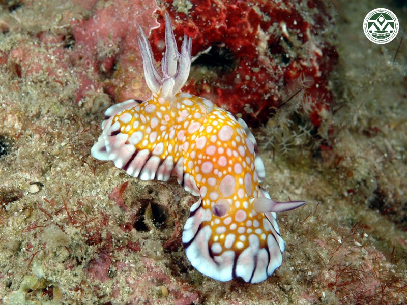 Chromodoris roboi
