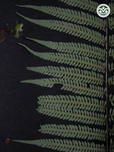 Cibotium barometz