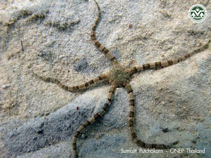 Ophiarachnella gorgonia