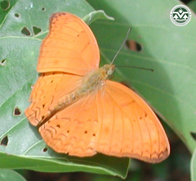 Cirrochroa tyche