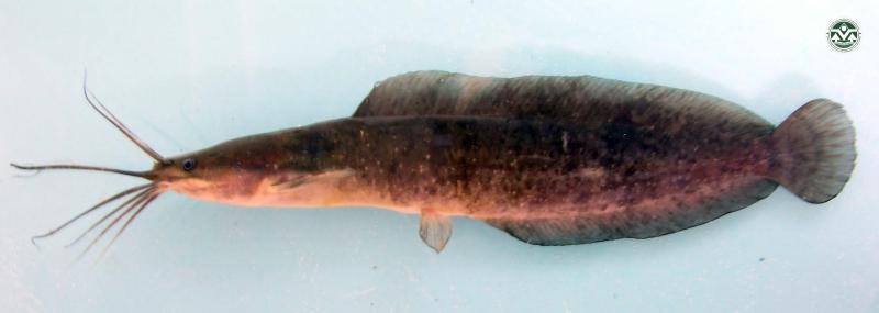 Clarias batrachus
