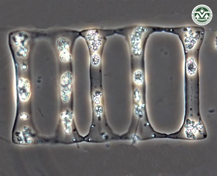 Climacodium frauenfeldianum