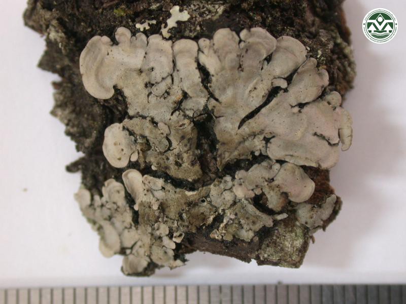 Coccocarpia erythroxyli