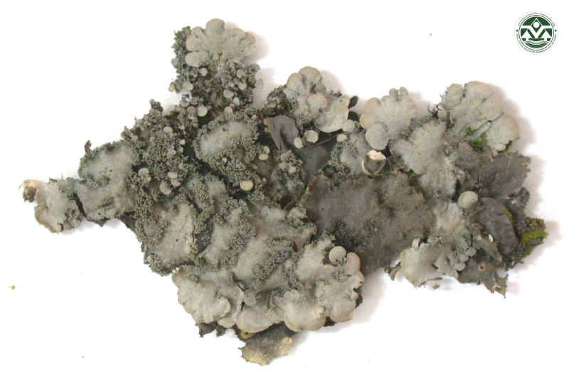 Coccocarpia glaucina