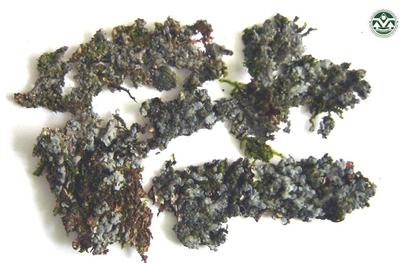 Coccocarpia imbricascens