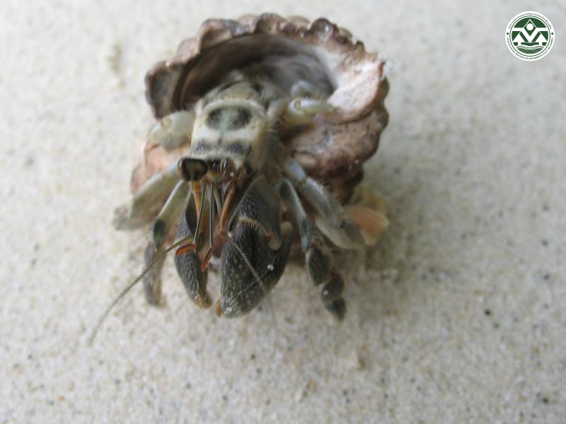 Coenobita rugosus