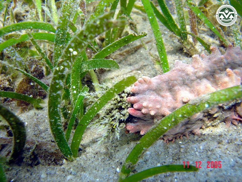 Colochirus quadrangularis