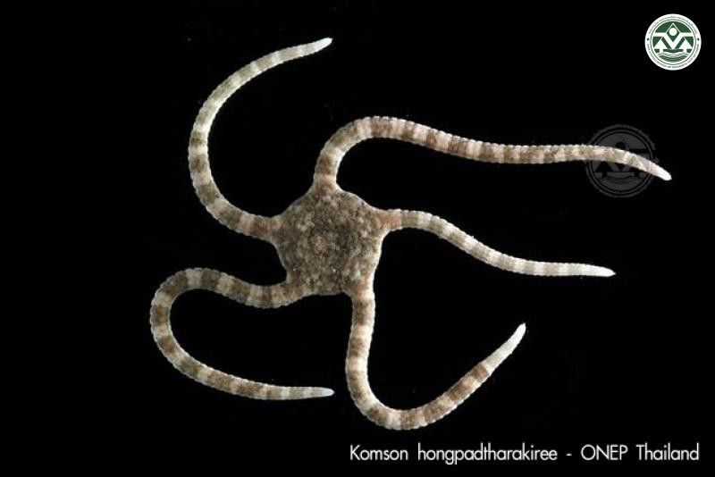 Ophiolepis cincta