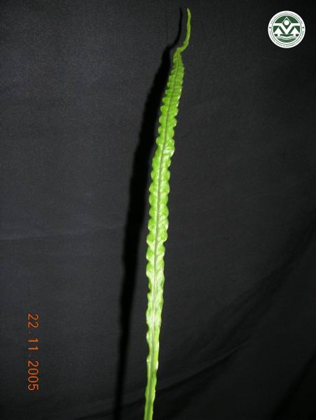 Colysis pedunculata