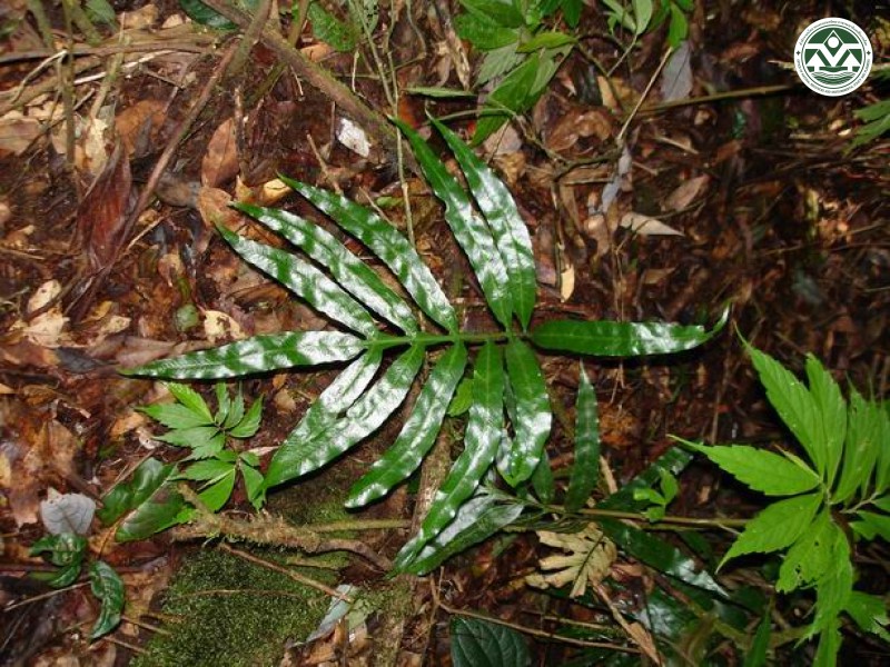 Colysis pentaphylla