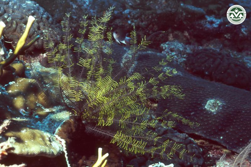 Comaster multifidus