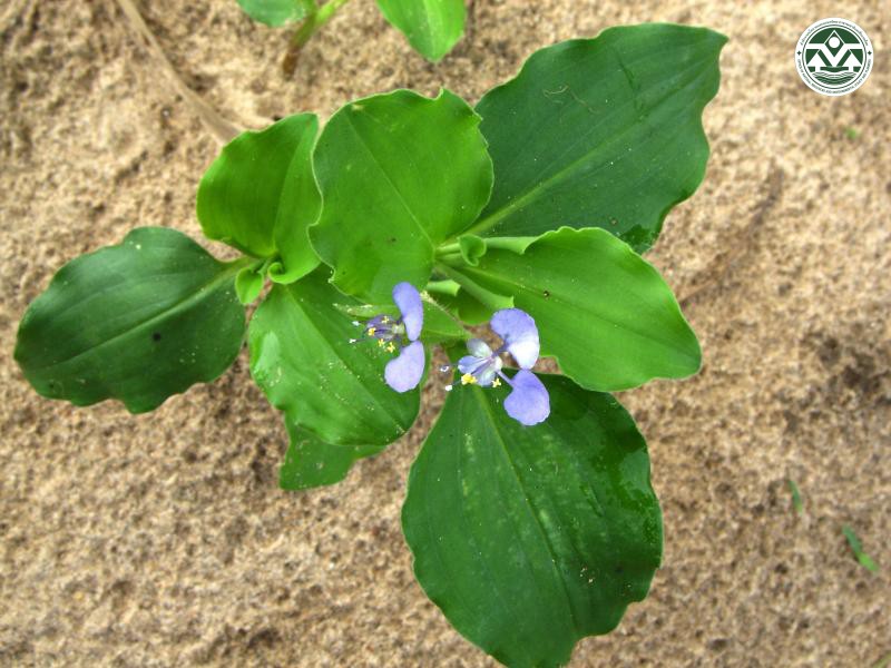 Commelina benghalensis