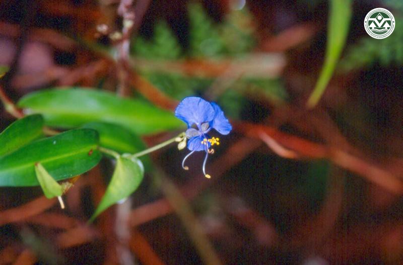 Commelina diffusa