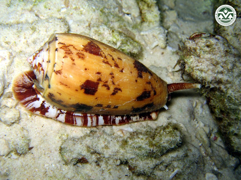 Conus aulicus
