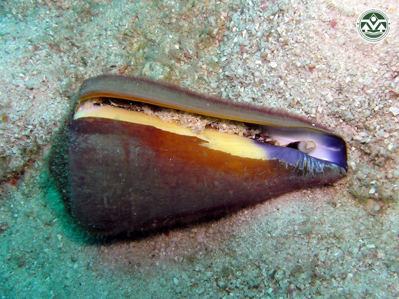 Conus virgo
