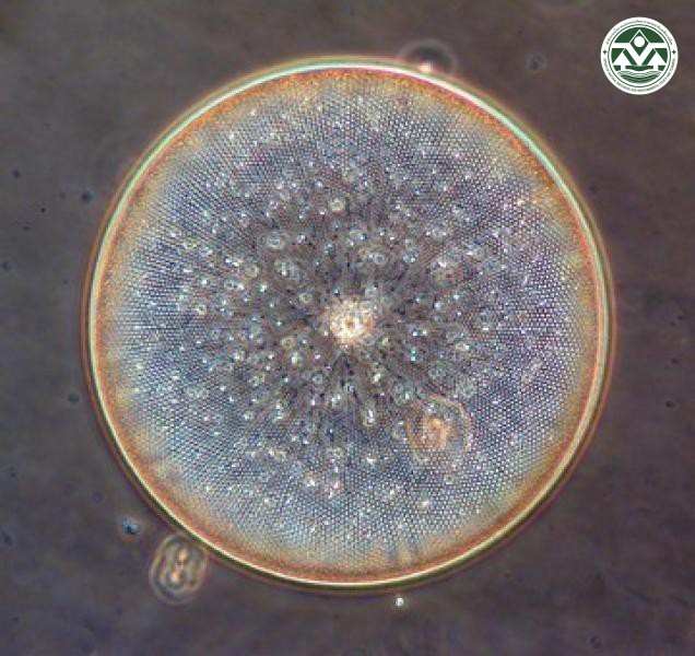 Coscinodiscus gigas