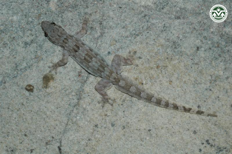 Cosymbotus platyurus