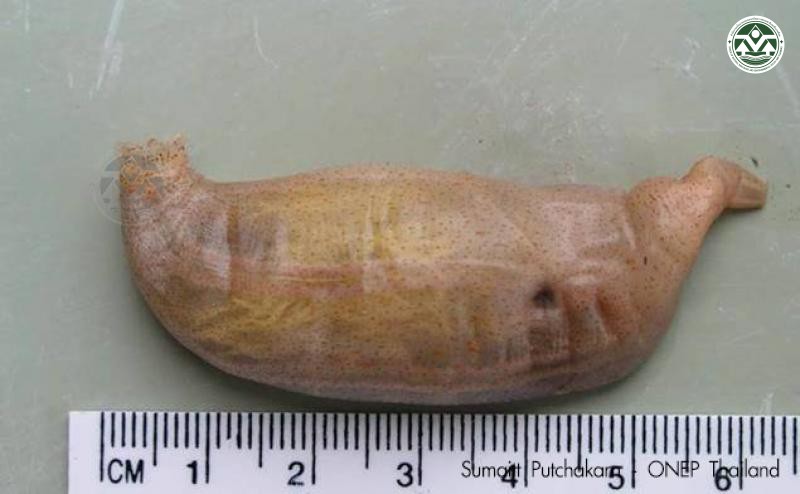 Acaudina molpadioides