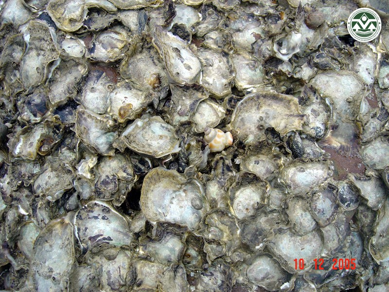 Crassostrea iredalei