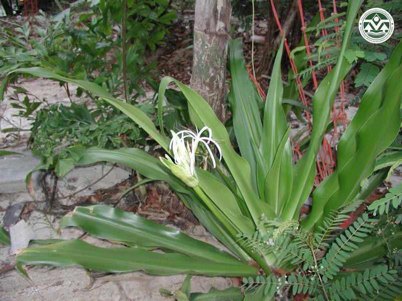 Crinum northianum