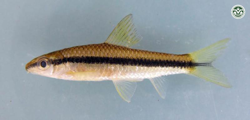 Crossocheilus siamensis
