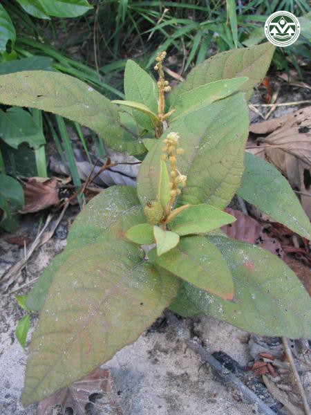Croton crassifolius
