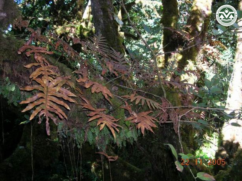 Crypsinus ebenipes