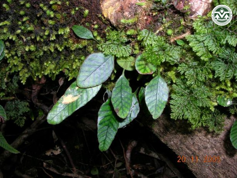 Crypsinus rhynchophyllus