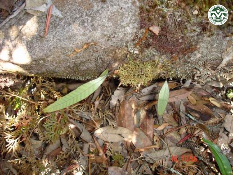 Crypsinus rhyncophyllus