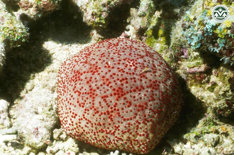 Culcita schmideliana