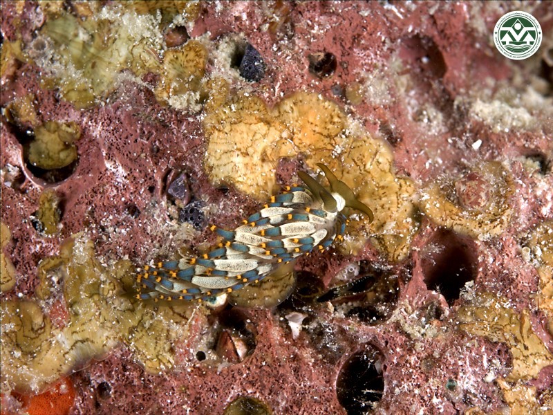 Cuthona yamasui