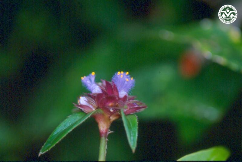 Cyanotis cristata