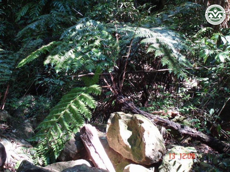 Cyathea gigantea