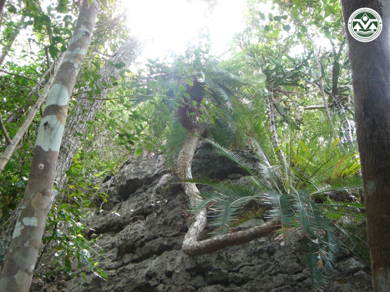 Cycas clivicola