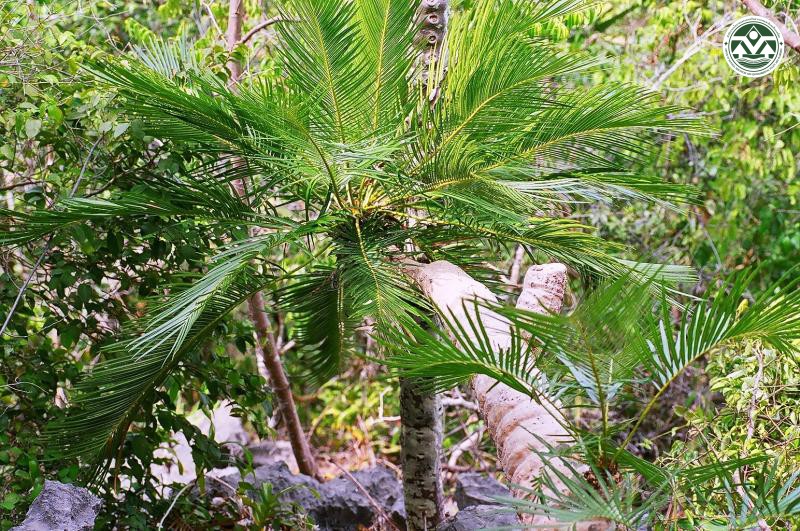 Cycas pectinata