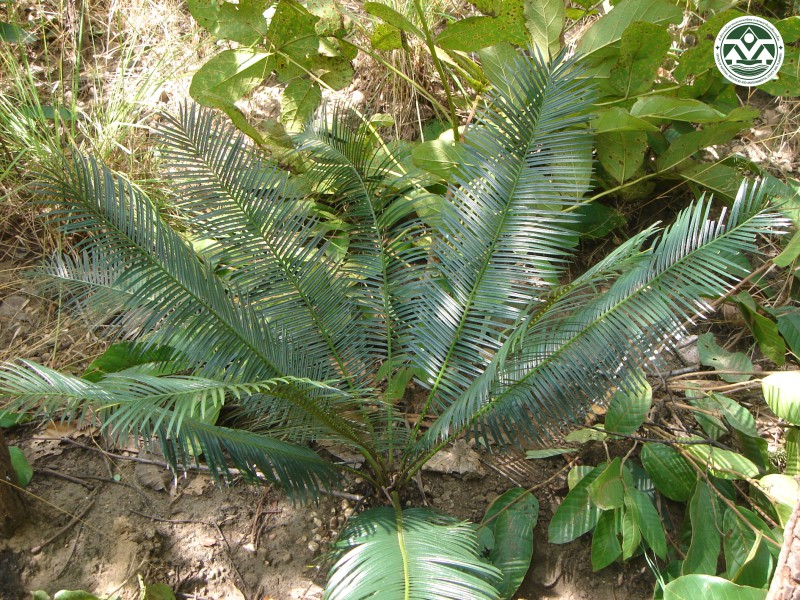 Cycas siamensis