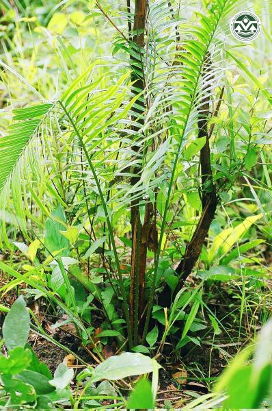 Cycas simplicipinna