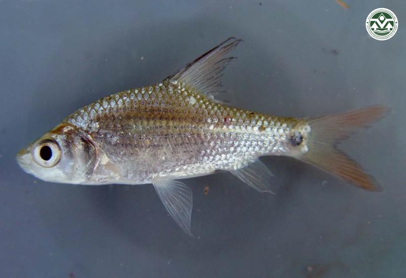 Cyclocheilichthys apogon