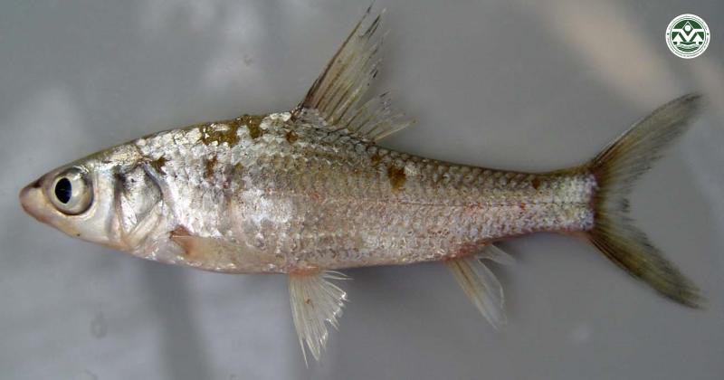 Cyclocheilichthys enoplus